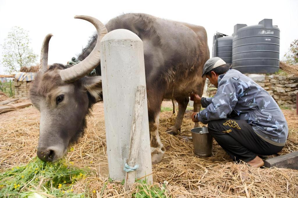 Hananoie - A Permaculture Resort ポカラ エクステリア 写真